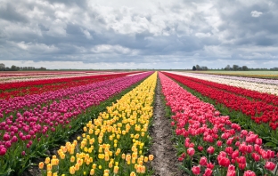 Цветните градини на Холандия