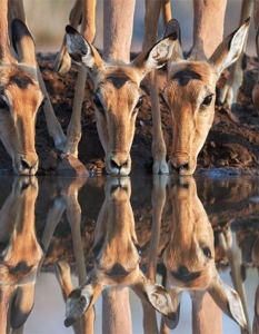 40 изумителни фотографии с огледални отражения - 27