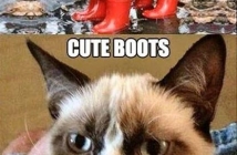 Топ 30 Grumpy Cat меме колажи