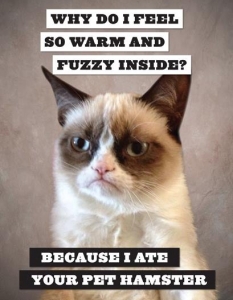 Топ 30 Grumpy Cat меме колажи - 1