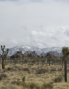 Joshua Tree National Park