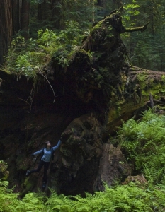 Avenue of The Giants in Northern California