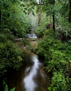 Big Basin Redwood State Park