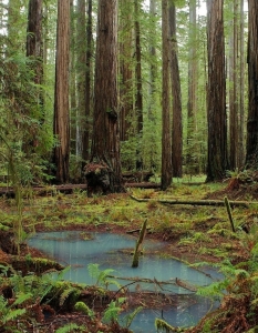 Humboldt Redwoods State Park