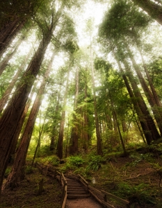 Muir Woods