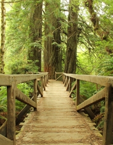 Redwood National Forest