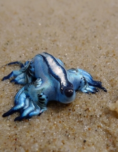 Glaucus Atlanticus