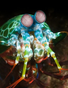 Mantis Shrimp