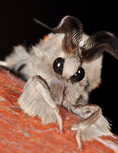 Venezuelan Poodle Moth