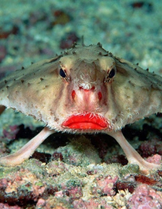 Red-lipped Batfish