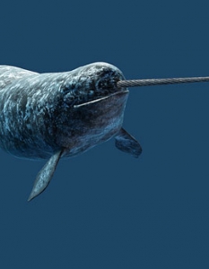 Narwhal