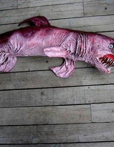 Goblin Shark