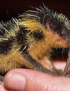 Lowland Streaked Tenrec