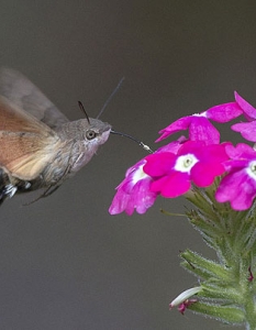 Hummingbird Hawk-Moth