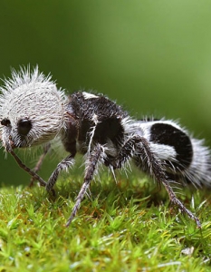 Panda Ant