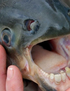 The Pacu Fish