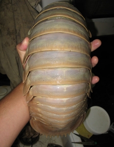 Giant Isopod