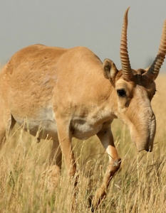 The Saiga Antelope