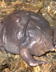 Indian Purple Frog