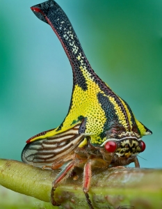 Umbonia Spinosa