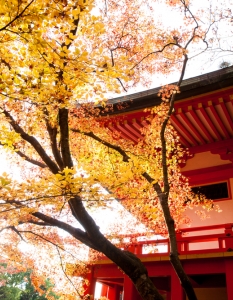 Червен манастир и червени кленови дървета в Киото, Япония