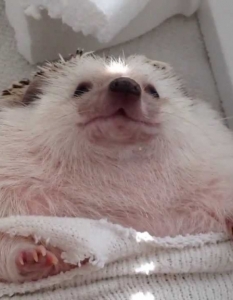 1. Таралежната пародия (The Hedgehog Parody)Кратко 20-секундно видео, в което един необикновен домашен любимец - таралеж, се въргаля и поклаща сладурско главичка под звуците на припева на парчето на Майли.
