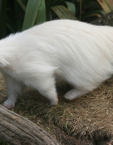 Скункс - албинос