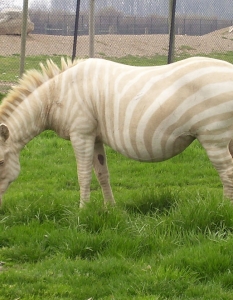 Зебра - албинос