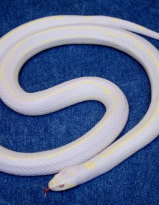 Змия - албинос