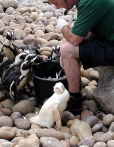 Пингвин - албинос