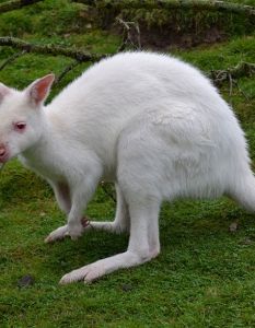 Кенгуру - албинос