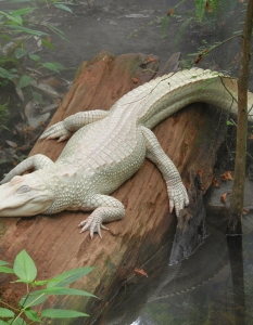 Алигатор - албинос