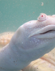 Мекочерупчеста костенурка - албинос