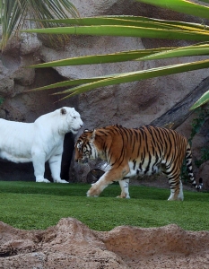 Бял тигър