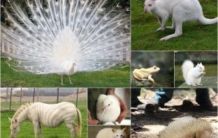 Чудесата на природата: 25 чистобели животни, които може и никога да не видиш
