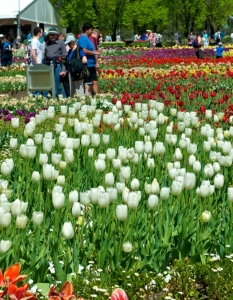 Фестивал на пролетта посред есен: Floriade Festival в Канбера, Австралия, октомври 2013 - 9