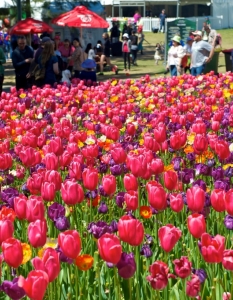 Фестивал на пролетта посред есен: Floriade Festival в Канбера, Австралия, октомври 2013 - 2