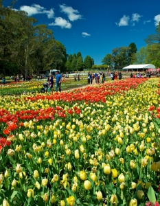 Фестивал на пролетта посред есен: Floriade Festival в Канбера, Австралия, октомври 2013 - 3