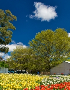 Фестивал на пролетта посред есен: Floriade Festival в Канбера, Австралия, октомври 2013 - 4
