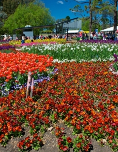 Фестивал на пролетта посред есен: Floriade Festival в Канбера, Австралия, октомври 2013 - 5