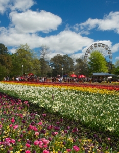 Фестивал на пролетта посред есен: Floriade Festival в Канбера, Австралия, октомври 2013 - 6