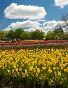 Фестивал на пролетта посред есен: Floriade Festival в Канбера, Австралия, октомври 2013 - 7