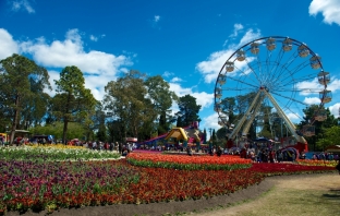 Фестивал на пролетта посред есен: Floriade Festival в Канбера, Австралия, октомври 2013