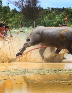 Състезание с биволи в Чонбури, Тайланд - 10