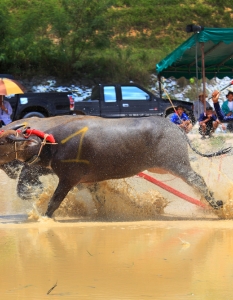 Състезание с биволи в Чонбури, Тайланд - 4