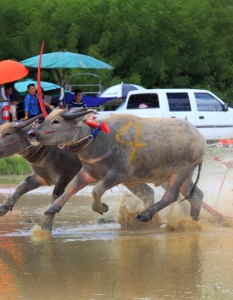 Състезание с биволи в Чонбури, Тайланд - 6