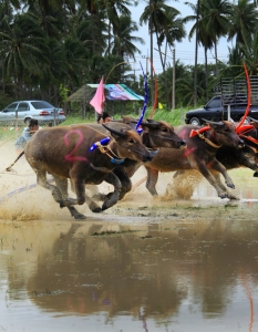 Състезание с биволи в Чонбури, Тайланд - 8