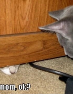 Cat fail: Комични снимки на котки, заклещени на абсурдни места - 9
