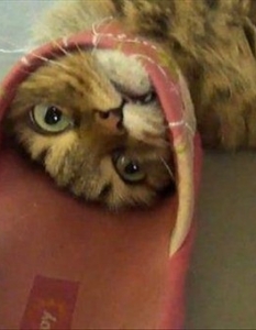 Cat fail: Комични снимки на котки, заклещени на абсурдни места - 16