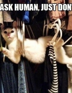 Cat fail: Комични снимки на котки, заклещени на абсурдни места - 1